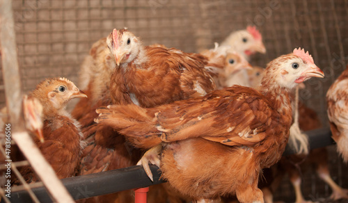 Young chickens in a cage at a poultry farm