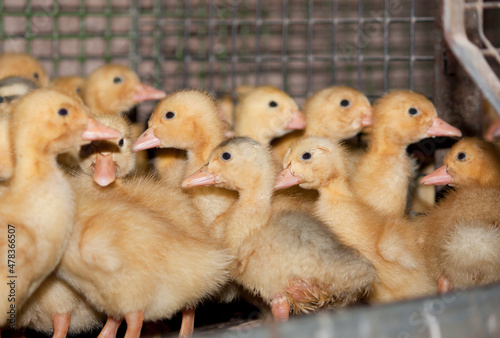Little yellow ducklings in a cage at the poultry farm. Industrial breeding of ducks for meat.
