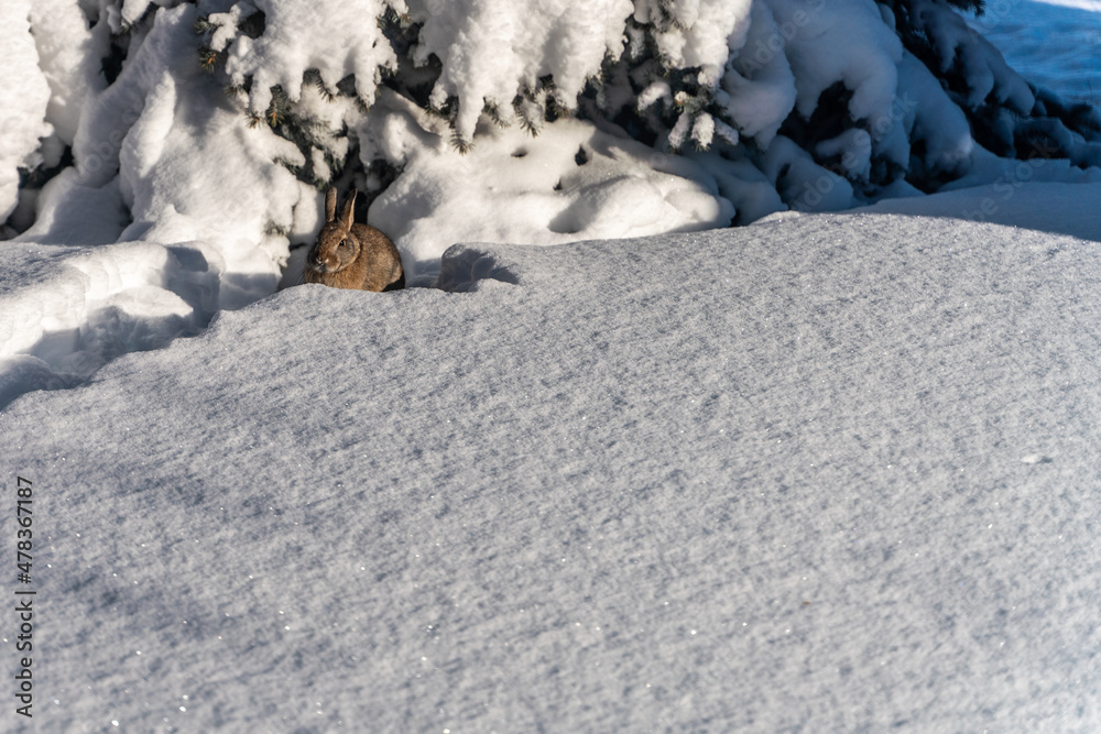 Bunny in the snow