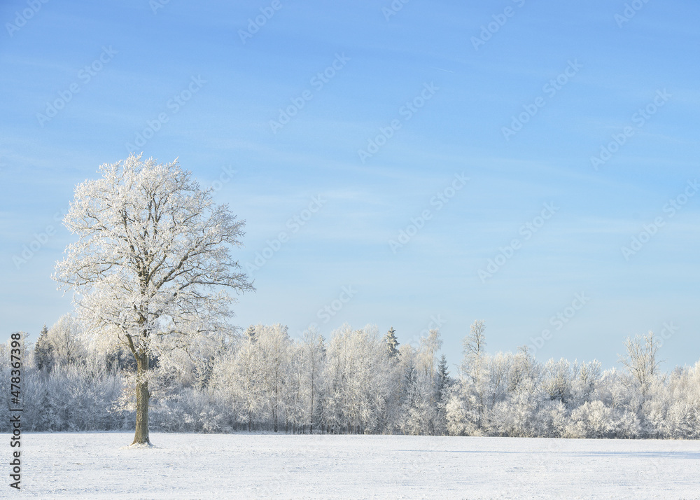 Big frost, wonderful winter landscape. Frost on trees, meadows and in nature. Lithuania winter amazing nature. Majestic winter landscape glowing by sunlight in the morning. Dramatic wintry scene. Big frost, wonderful winter landscape. Frost on trees, meadows and in nature. Lithuania winter amazing nature. Majestic winter landscape glowing by sunlight in the morning. Dramatic wintry scene.
