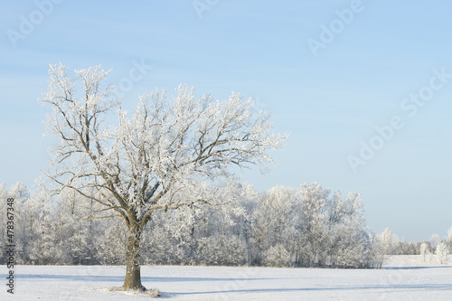 Wallpaper Mural Big frost, wonderful winter landscape. Frost on trees, meadows and in nature. Lithuania winter amazing nature. Majestic winter landscape glowing by sunlight in the morning. Dramatic wintry scene. Torontodigital.ca