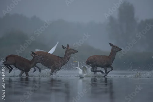 Fototapeta Jelenie przebiegają po jeziorze rozpryskując wodę wczesnym świtem.