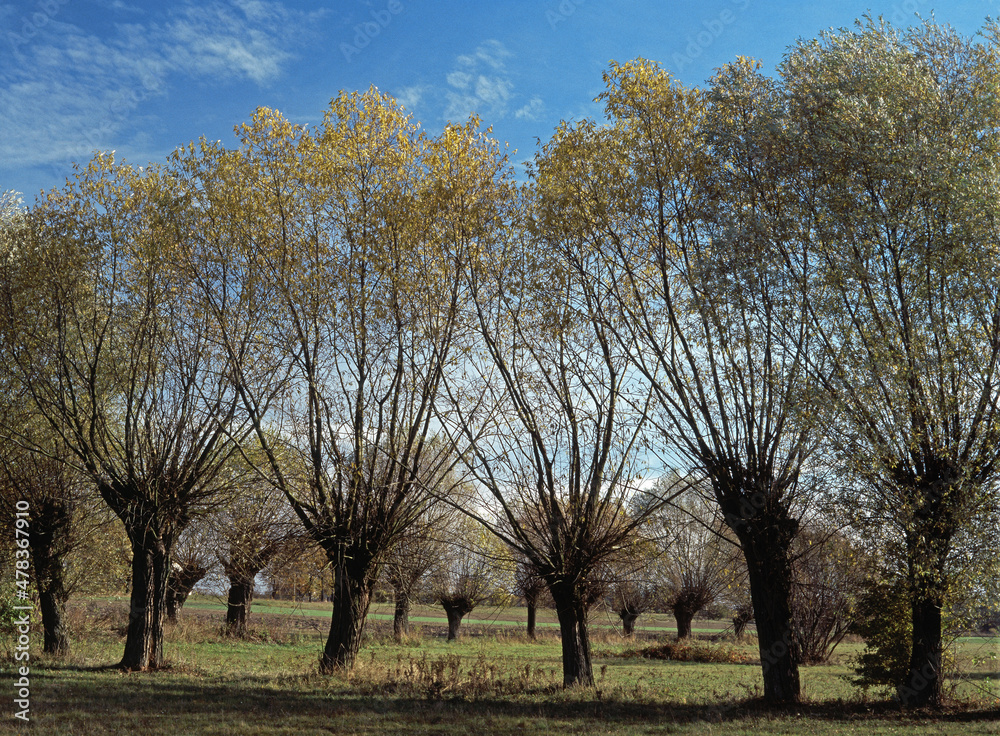 Willow trees in a field, near Zelazowa Wola, Mazovia, Poland Willow trees in a field, near Zelazowa Wola, Mazovia, Poland