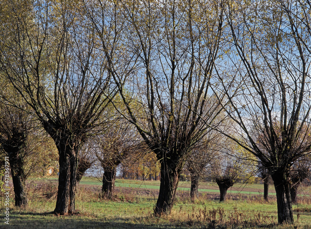 Willow trees in a field, near Zelazowa Wola, Mazovia, Poland Willow trees in a field, near Zelazowa Wola, Mazovia, Poland