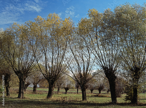 Willow trees in a field, near Zelazowa Wola, Mazovia, Poland