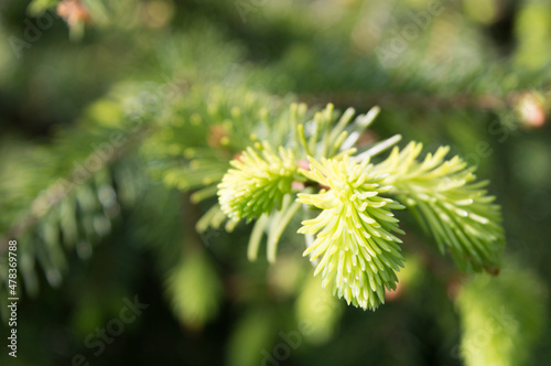 Detail of young spruce tree needles in spring, in the forest in Croatia