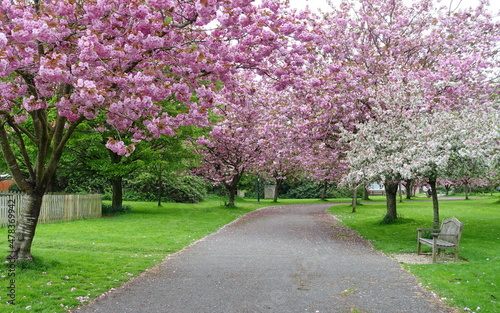 Photography View of a path through park garden and trees with beautiful cherry blossom in sp