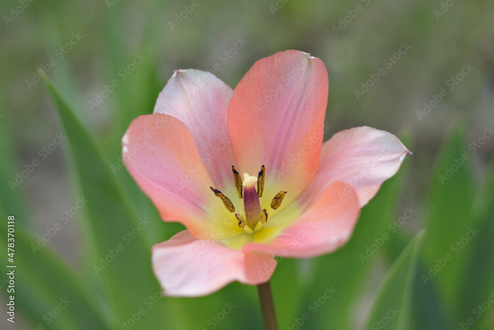 Blurred effect. Close up horizontal image of coral flower tulip in spring garden. Tulip on green background. First spring flowers. Floral background. Spring .Nature. Freshness. Ecology. 