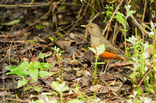 Birds in freedom and in their environment of Uruguay. photo