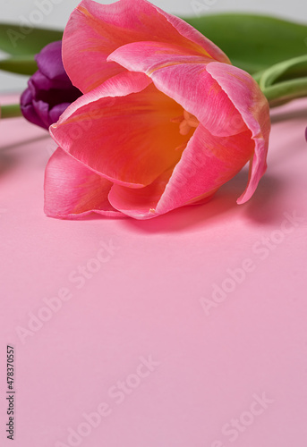 Fototapeta Naklejka Na Ścianę i Meble -  de-focused pink card with pink blossoming tulip. Seasonal delicate flower on pink background