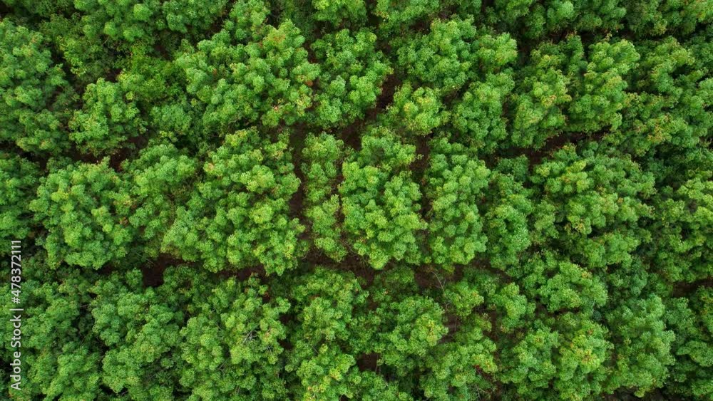 4K Aerial view over a rubber tree in Thailand. natural texture for background
4K Aerial view over a rubber tree in Thailand. natural texture for background