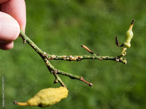 scale insects sucking on citrus or lemon plant