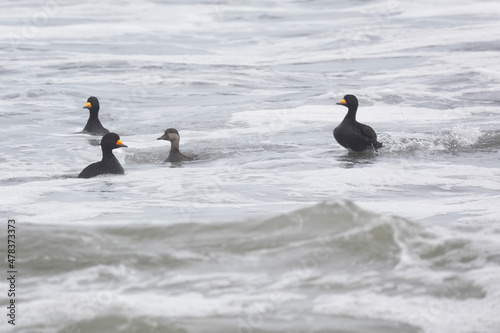 flock Black scoter birdfloats on the waves in the ocean photo