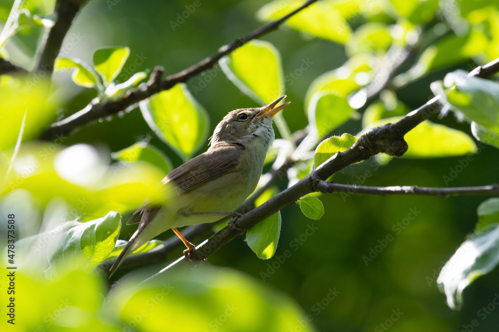 Blyth's reed warbler sits on a tree branch in spring Blyth's reed warbler sits on a tree branch in spring