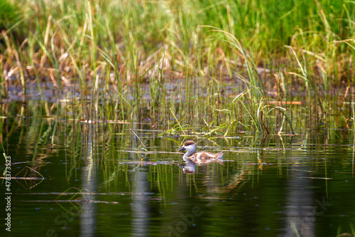 Ruddy shelduck chick swims on the lake