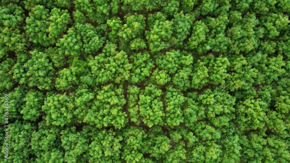 4K Aerial view over a rubber tree in Thailand. natural texture for background
4K Aerial view over a rubber tree in Thailand. natural texture for background