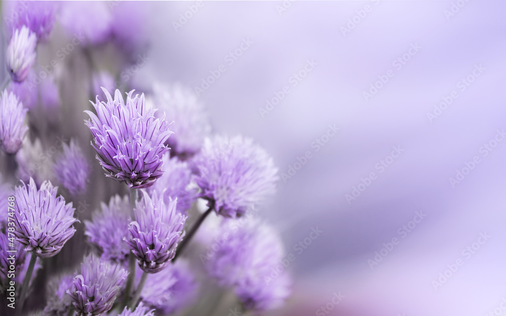 Floral spring natural landscape with wild pink lilac flowers. background. Dreamy gentle air artistic image. Soft focus Floral spring natural landscape with wild pink lilac flowers. background. Dreamy gentle air artistic image. Soft focus