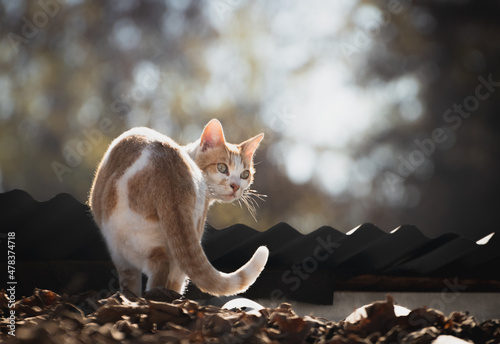 gato en el tejado