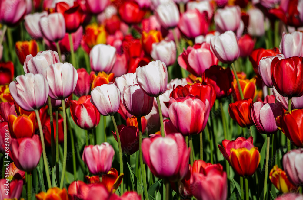 Fototapeta premium red and pink tulips close up postcard