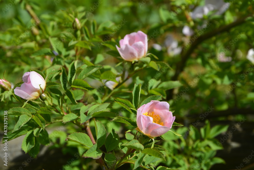 Flowers of dog-rose (rosehip) growing in nature Flowers of dog-rose (rosehip) growing in nature