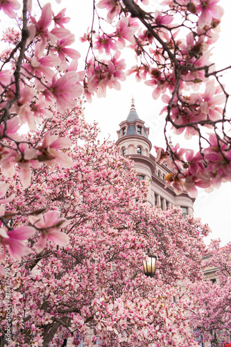 Obraz na płótnie Pink Spring Flowers