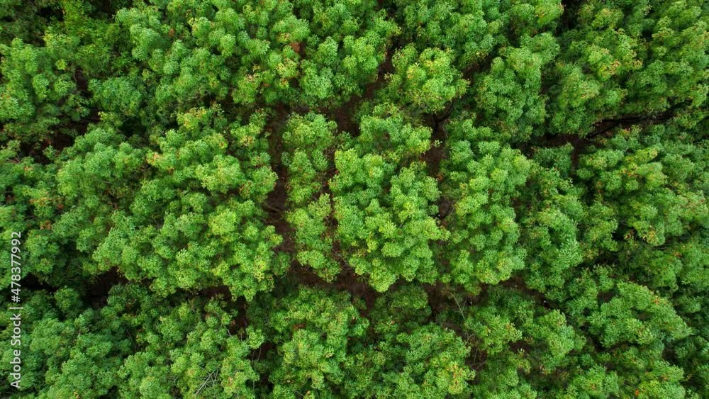 4K Aerial view over a rubber tree in Thailand. natural texture for background
4K Aerial view over a rubber tree in Thailand. natural texture for background