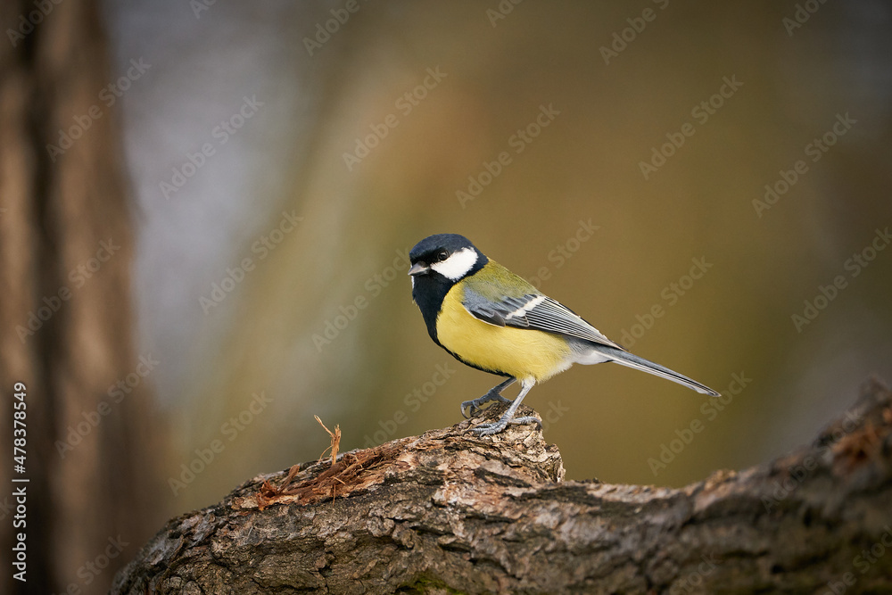 Great Tit, Parus major, black and yellow songbird Great Tit, Parus major, black and yellow songbird