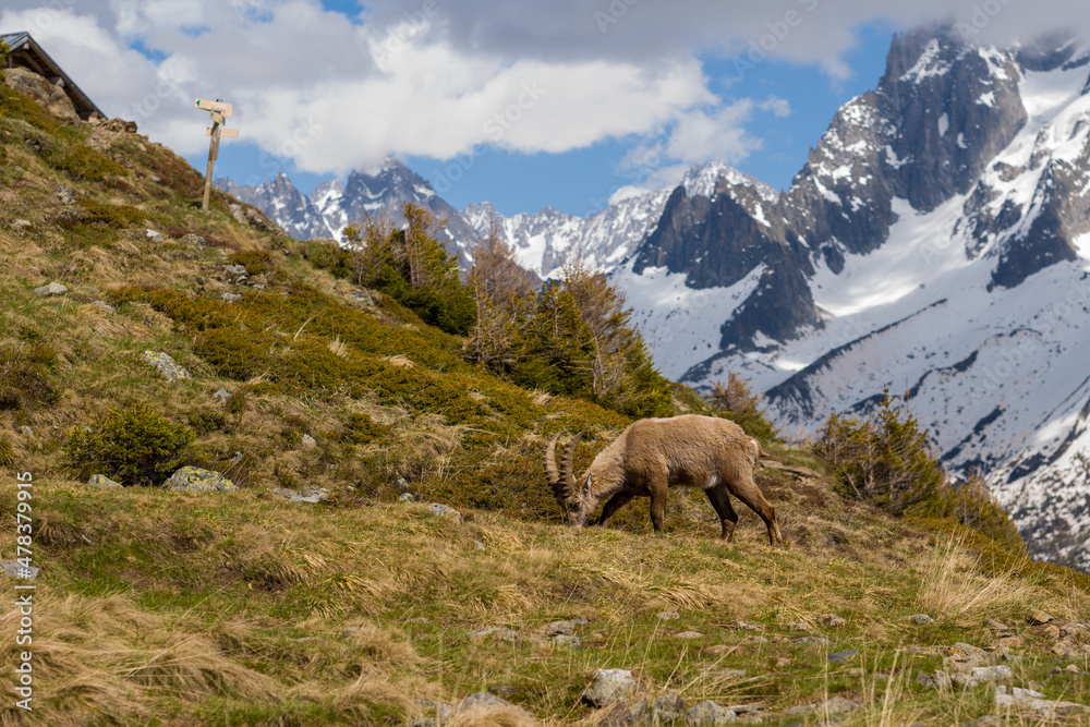 An ibex in the Aiguillette des Houches in the Mont Blanc massif in Europe, France, the Alps, towards Chamonix, in summer, on a sunny day.