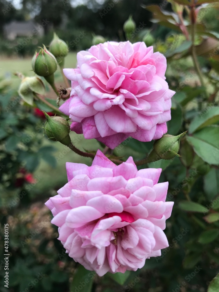 pink rose bush