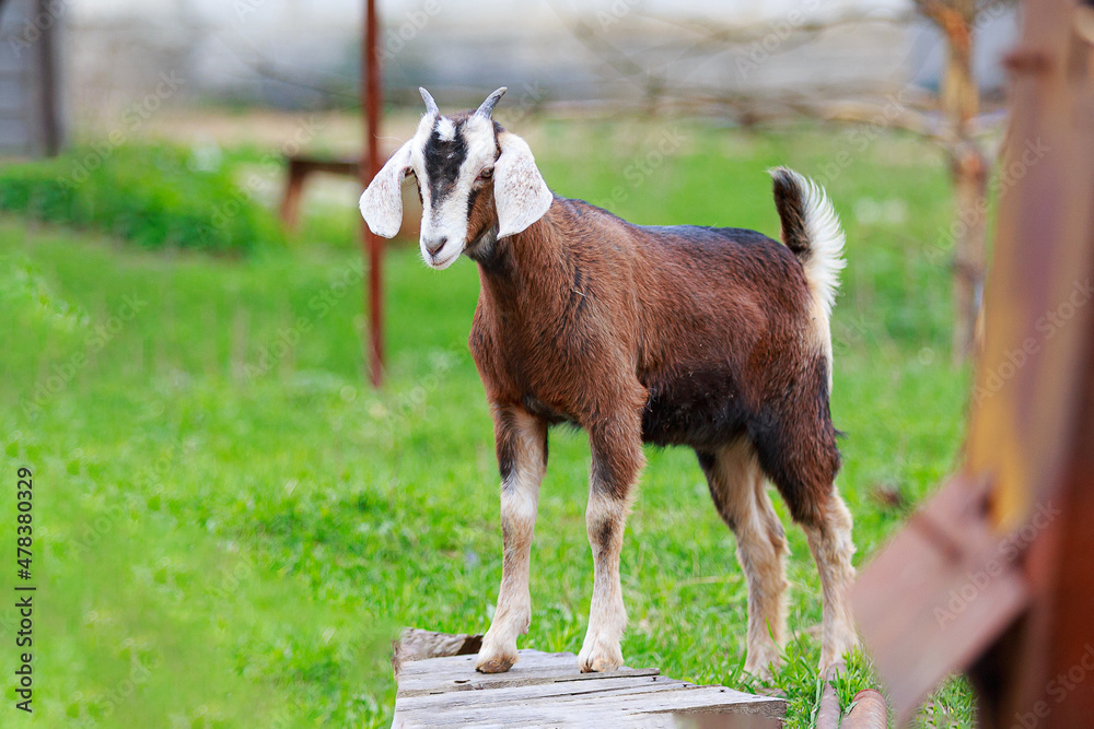 Obraz premium Young purebred Nubian goat in a green meadow