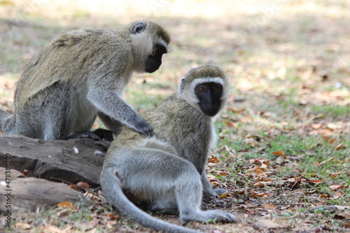 Vervet monkey grooming