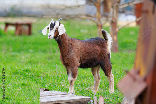 Young purebred Nubian goat in a green meadow