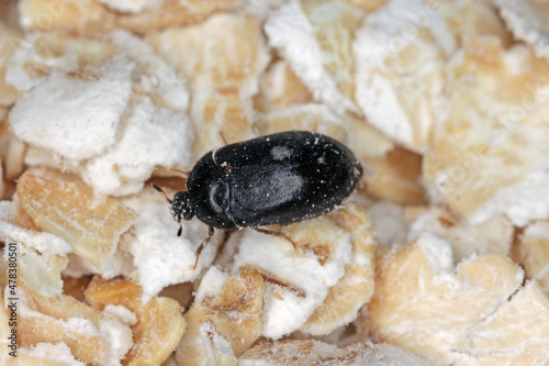 Female of Attagenus pellio the fur beetle or carpet beetle from the family Dermestidae a skin beetles. 