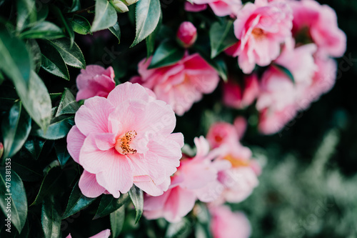 Obraz na płótnie Close up pink camellia flowers with green leaves background