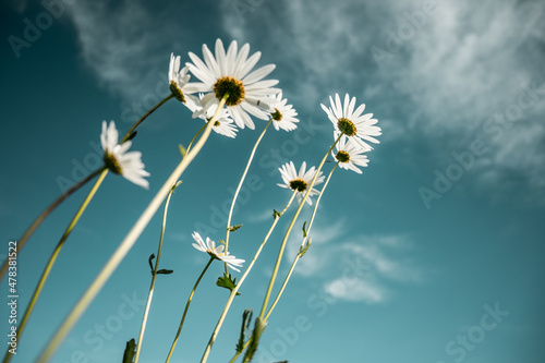 Daisy flowers with blue sky, near Srni, Sumava national park, Czech republic