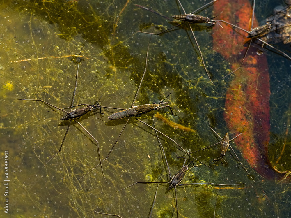 Common water strider Aquarius, group of aquatic insects, water spiders ...