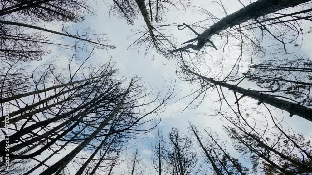 Black ashes of canary pine after big forest fire, black ash ground after the fire. Natural disaster and global warming Black ashes of canary pine after big forest fire, black ash ground after the fire. Natural disaster and global warming
