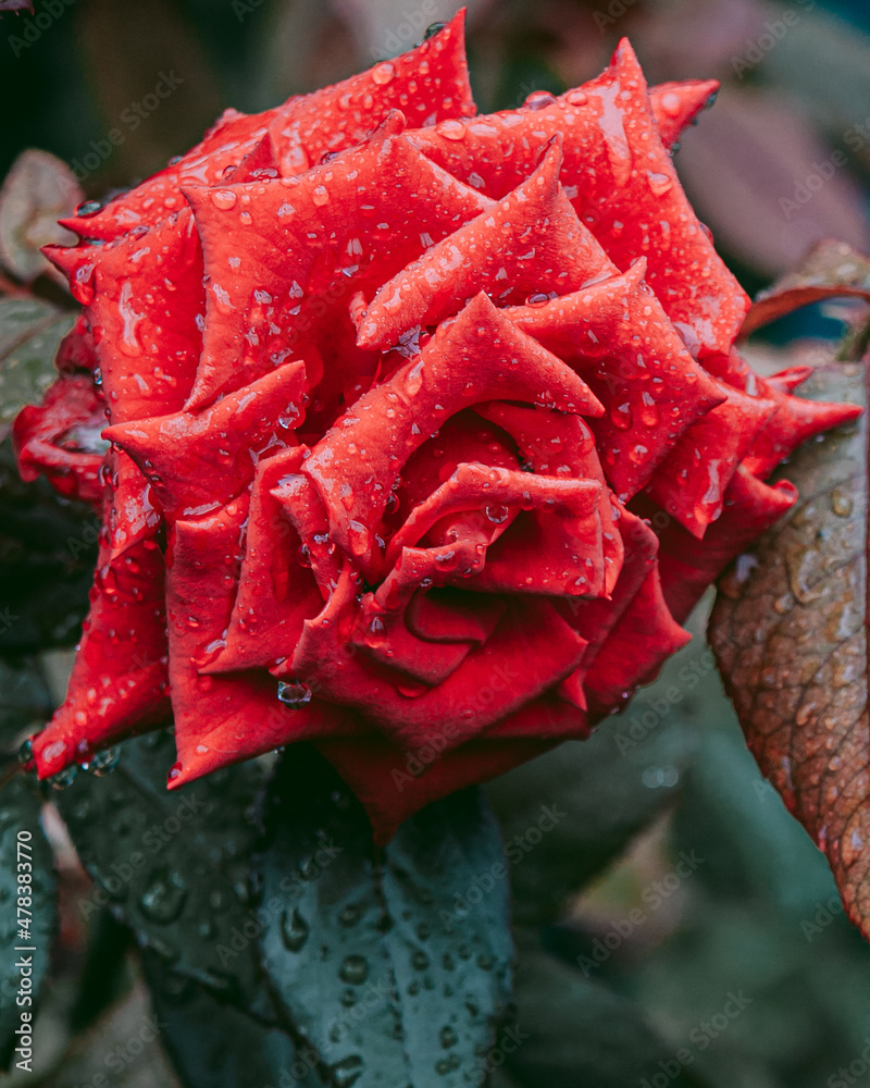 Late summer grace in a bright red flower Late summer grace in a bright red flower
