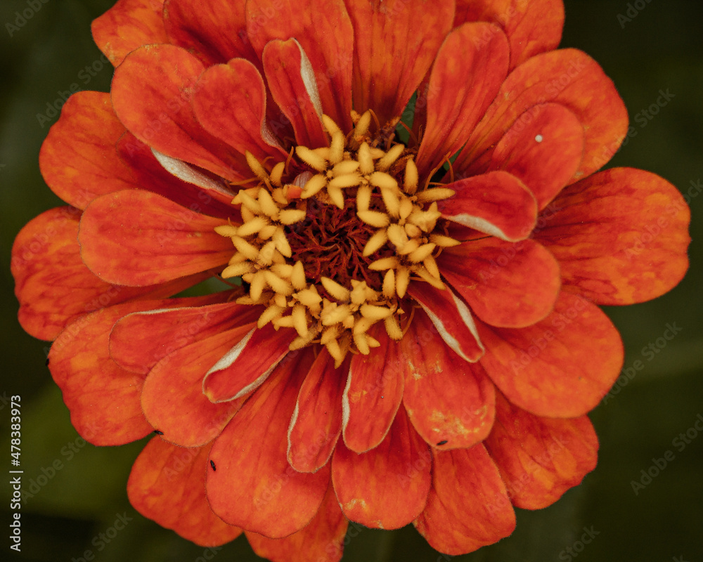 Flower fireworks - bright dahlia bud Flower fireworks - bright dahlia bud