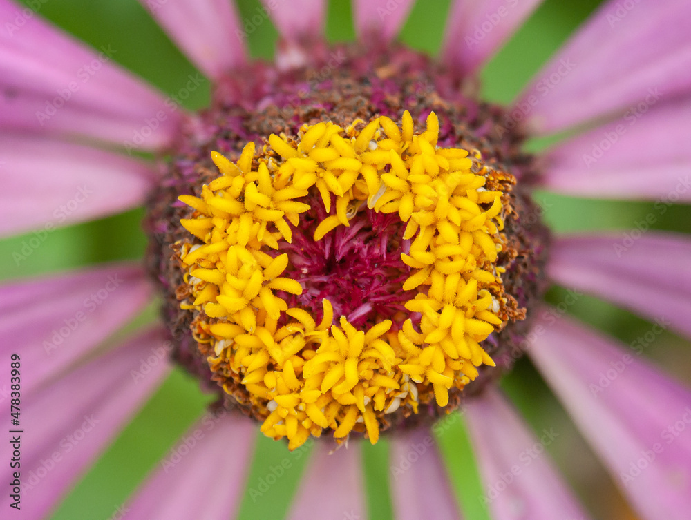 Pollen ring in the middle of a dahlia bud Pollen ring in the middle of a dahlia bud