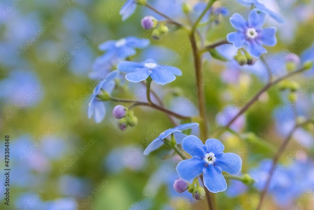 Blue beautiful summer flowers. Blue flowers in the garden. Close-up image of a flower Blue beautiful summer flowers. Blue flowers in the garden. Close-up image of a flower