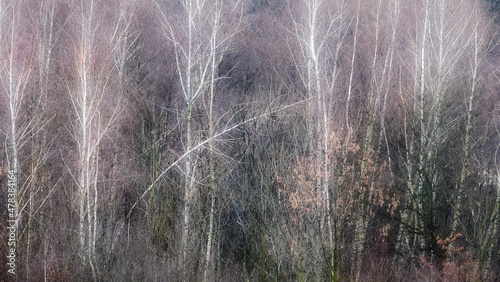 Leafless birch bosk in early spring stage
