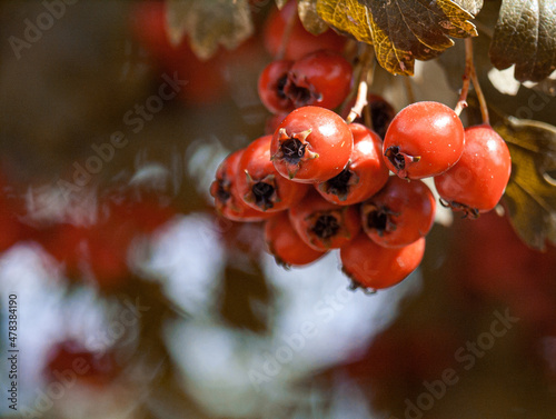 Ripe viburnum berries in early autumn