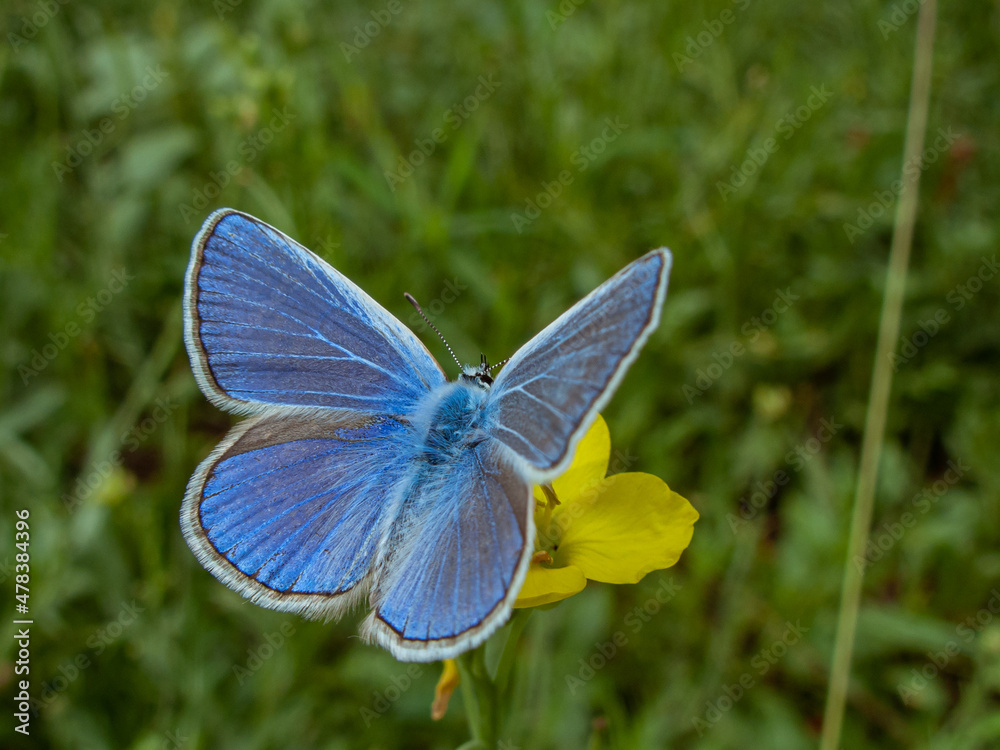 Fototapeta premium Blue butterfly on a wildflower