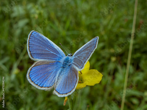 Blue butterfly on a wildflower