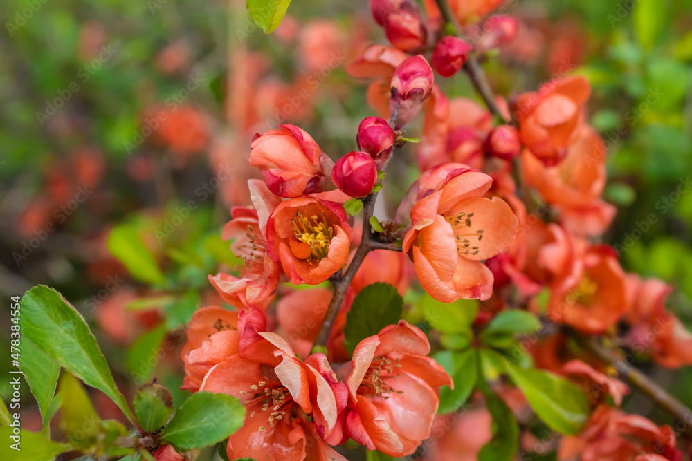 Red color of the plant. Useful spring flower. Beautiful color Red color of the plant. Useful spring flower. Beautiful color