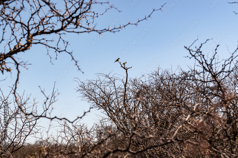 Obraz premium Parrots in the tree 