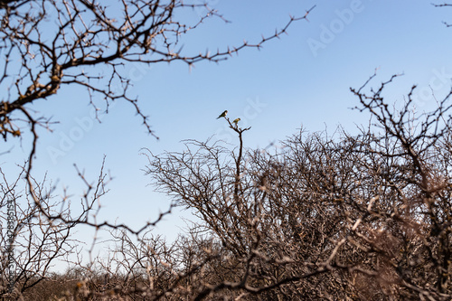 Parrots in the tree 