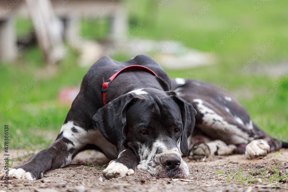 Harlequin Great Dane lying on the spring lawn