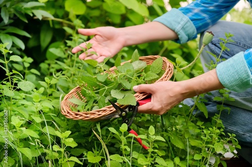 Hands with garden shears and wicker plate with aromatic fresh Lemon balm mint Melissa officinalis herbs photo